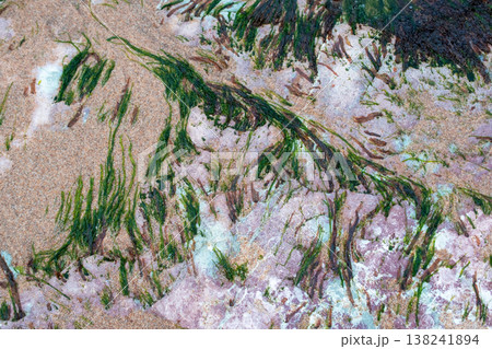 Detailed View of Rocky Shore with Algae and Barnacle Growth Detailed View of Rocky Shore with Algae and Barnacle Growth 138241894