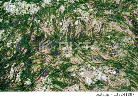 Green Seaweed and Sand Texture on a Beach Green Seaweed and Sand Texture on a Beach 138241897