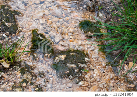 Green Algae and Moss Growing on Rocks in Shallow Water 138241904