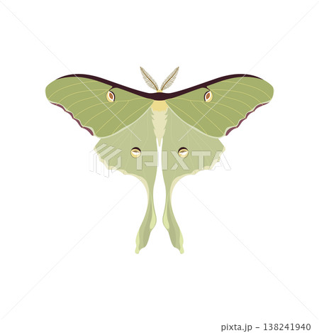 Vector illustration of symmetrical abstract luna moth. Vector illustration of symmetrical abstract luna moth. 138241940