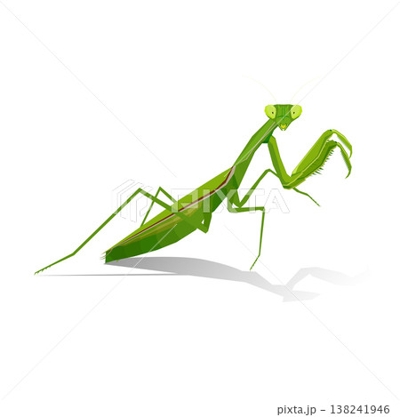 Mantis. Editable hand drawn illustration. Vector detailed illustration. Isolated on white background 138241946
