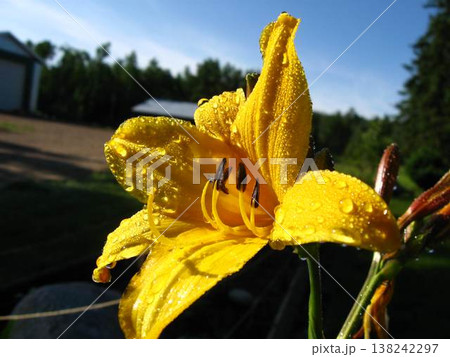 Cheerful Daylily After The Night Rain 138242297
