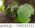 Close-up of green leaves infested with small insects outdoors 138242311