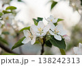 Close-up of white blossoms on a tree branch with green leaves 138242313