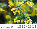 Close-up of yellow flowers blooming on a green leafy branch outdoors 138242314