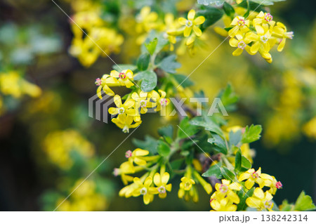 Close-up of yellow flowers blooming on a green leafy branch outdoors Close-up of yellow flowers blooming on a green leafy branch outdoors 138242314
