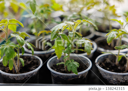 Young green seedlings growing in plastic cups with soil Young green seedlings growing in plastic cups with soil 138242315