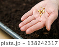 Hand Holding Seeds Over Soil for Planting 138242317