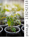 Young plant growing in a plastic pot indoors 138242318