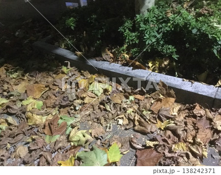 深夜の東京、真冬に積もる落ち葉の絨毯 138242371