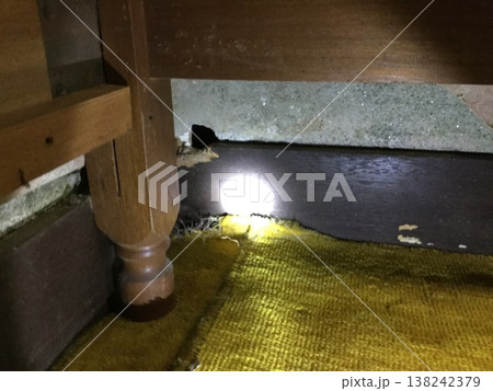 恐るべき獣害 恐るべき獣害 138242379