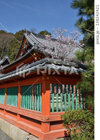 毘沙門堂 本堂と咲き始めのサクラ(京都市山科区) 毘沙門堂 本堂と咲き始めのサクラ(京都市山科区) 138242421
