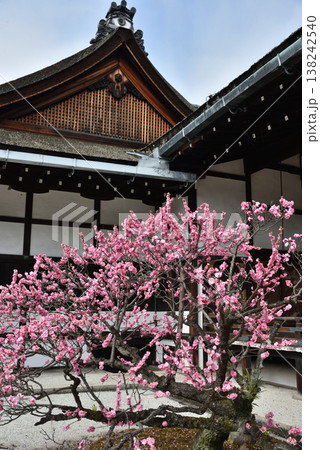 京都御所　御常御殿と御三間の間に咲く紅梅(京都市上京区) 138242540