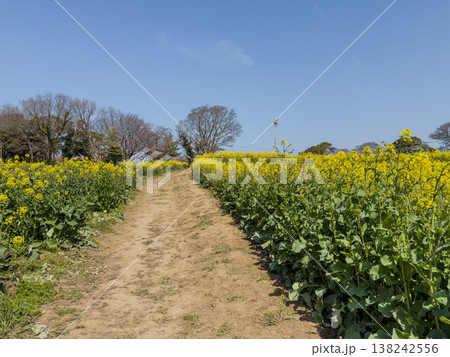青空の下に広がる菜の花の散歩道 青空の下に広がる菜の花の散歩道 138242556