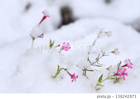 季節はずれの雪に降られたムシトリナデシコ 138242871