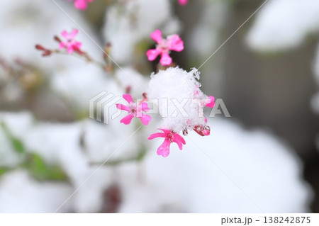 季節はずれの雪に降られたムシトリナデシコ 季節はずれの雪に降られたムシトリナデシコ 138242875