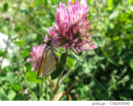 European Skipper Butterfly Discovers Red Clover 138243040