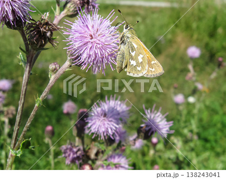 Western Branded Skipper Nectaring On Canada Thistle Western Branded Skipper Nectaring On Canada Thistle 138243041