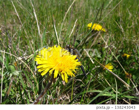 Humble And Cheery Dandelion In The Grass Humble And Cheery Dandelion In The Grass 138243043