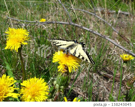 Tiger Swallowtail Actively Pollinating Dandelions 138243045