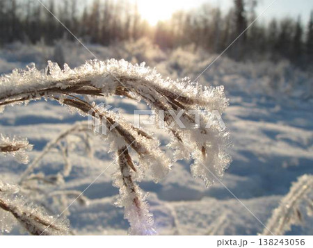 Hoarfrost Covers Last Year's Grasses Hoarfrost Covers Last Year's Grasses 138243056
