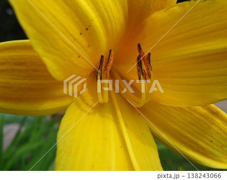 Closeup Of Center Of A Daylily Closeup Of Center Of A Daylily 138243066