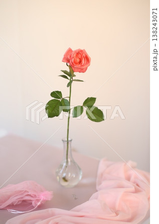 rose in a vase. Home decoration and interior. Details of still life in the home interior of living room. Cozy spring concept.  138243071