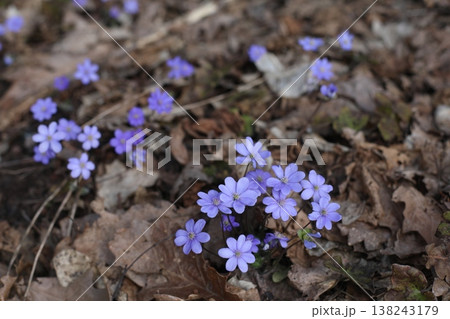 purple Wildflowers Blooming Softly in Early Spring Forest. close up of early spring flower crocus and snowdrops in natural environment, flower macro portrait 138243179