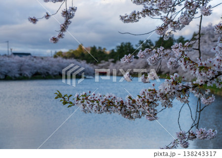 弘前城西堀と春陽橋を望む桜の風景(青森県弘前市) 弘前城西堀と春陽橋を望む桜の風景(青森県弘前市) 138243317
