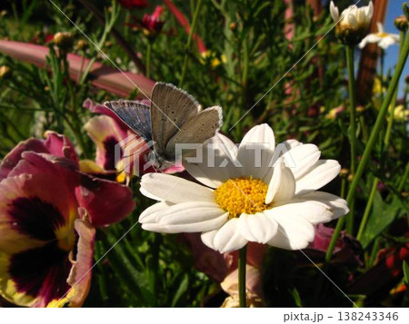 Silvery Blue Butterfly Venturing Across Garden Flowers 138243346