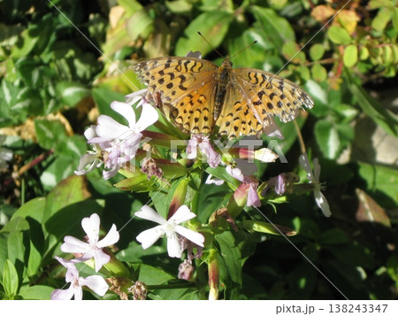 Elderly Fritillary Butterfly Sunning On Garden Phlox 138243347