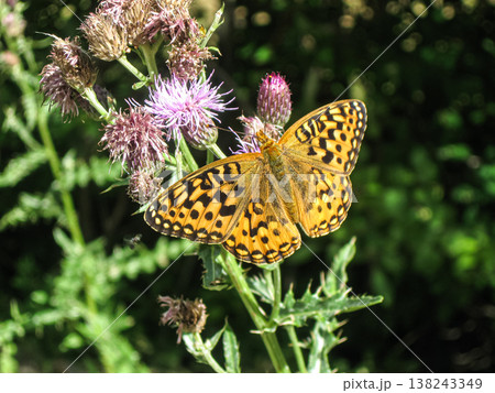 Zerene Fritillary Sunning On Canada Thistle Zerene Fritillary Sunning On Canada Thistle 138243349