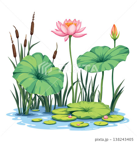 Pink lotus flower blooming in a pond with green leaves and reeds Pink lotus flower blooming in a pond with green leaves and reeds 138243405