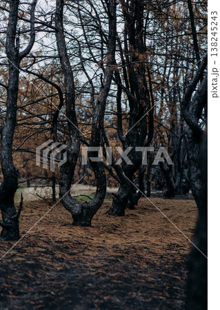 dark forest panorama with trees in fog dark forest panorama with trees in fog 138245243