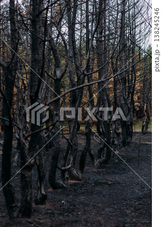 dark forest panorama with trees in fog 138245246
