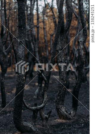 dark forest panorama with trees in fog dark forest panorama with trees in fog 138245251