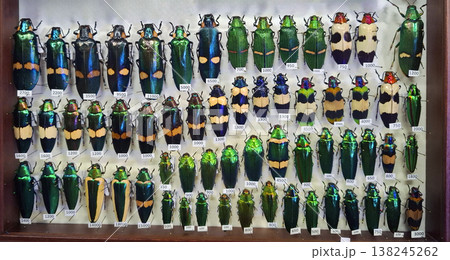 A collection of jewel beetles is arranged on a display board. Different species can be seen in rows with labels noting their identification numbers. 138245262