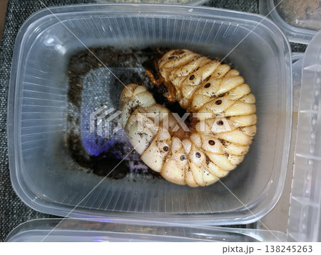 peanut, bug, alligator, Fulgora, insect, wildlife, png, laternatia, isolated, entomology, nature, biology, wings, patterns, transparent, isolation, anatomy, structure, body, species, tropical, habitat 138245263