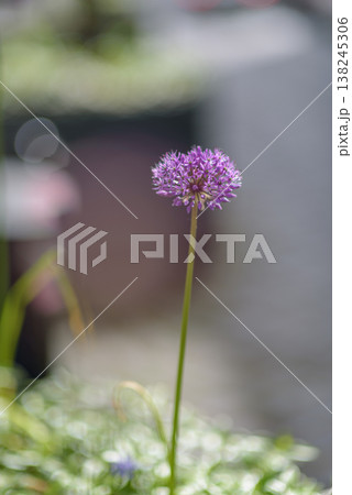 Purple allium flower with bokeh garden background Purple allium flower with bokeh garden background 138245306