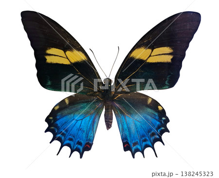 A blue yellow butterfly of the species Papilio aristeus is isolated on a white background. The butterfly is displayed with its wings open, showing its distinctive patterns and colors. A blue yellow butterfly of the species Papilio aristeus is isolated on a white background. The butterfly is displayed with its wings open, showing its distinctive patterns and colors. 138245323