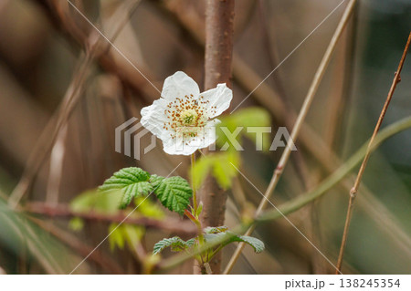 春の野山に咲く白い野いちごの花 春の野山に咲く白い野いちごの花 138245354