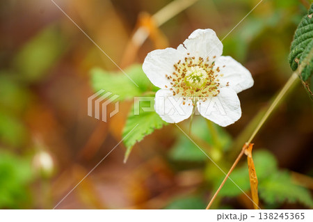 春の野山に咲く白い野いちごの花 春の野山に咲く白い野いちごの花 138245365