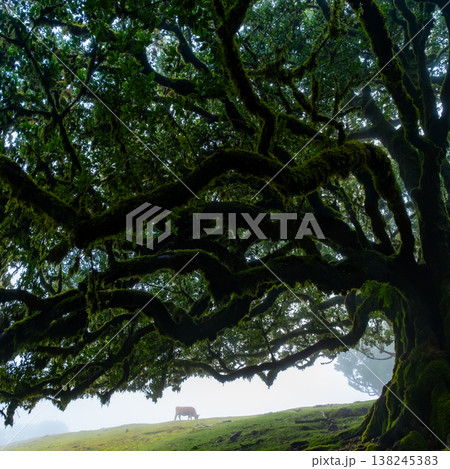 Twisted trees in the fog in Fanal Forest on the Portuguese island of Madeira. Huge, moss-covered trees create a dramatic, scared landscape Twisted trees in the fog in Fanal Forest on the Portuguese island of Madeira. Huge, moss-covered trees create a dramatic, scared landscape 138245383