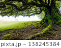 A large, sprawling tree stands in the mystical Fanal forest of Madeira, surrounded by fog. Its branches stretch out widely, evoking a magical feeling in the serene landscape. 138245384