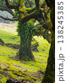 Twisted trees in the fog in Fanal Forest on the Portuguese island of Madeira. Huge, moss-covered trees create a dramatic, scared landscape 138245385