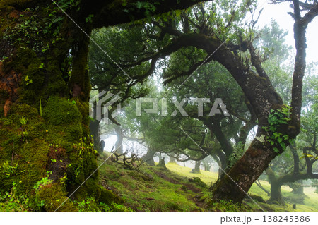 A large, sprawling tree stands in the mystical Fanal forest of Madeira, surrounded by fog. Its branches stretch out widely, evoking a magical feeling in the serene landscape. 138245386