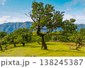A large, sprawling tree stands in the mystical Fanal forest of Madeira, surrounded by fog. Its branches stretch out widely, evoking a magical feeling in the serene landscape. 138245387