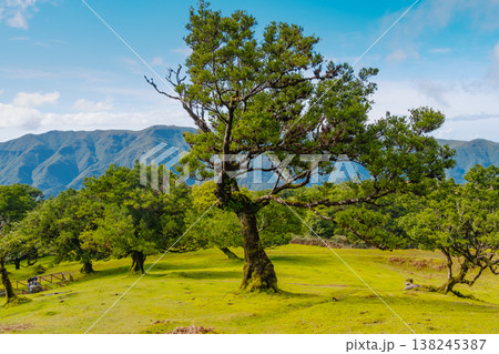 A large, sprawling tree stands in the mystical Fanal forest of Madeira, surrounded by fog. Its branches stretch out widely, evoking a magical feeling in the serene landscape. 138245387