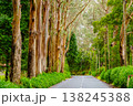 Eucalyptus trees line a quiet, picturesque road on Madeira Island, Portugal. The road is enveloped by lush greenery, offering a serene escape into nature's beauty and tranquility 138245388
