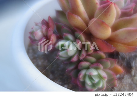 小さく子株を生やす多肉植物 小さく子株を生やす多肉植物 138245404